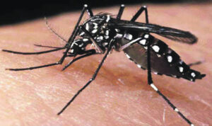 aedes-aegypti1