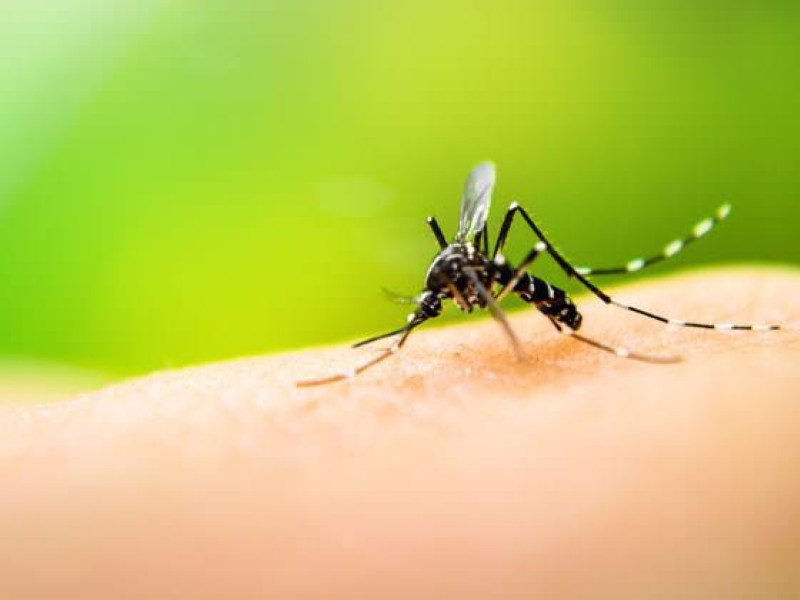 enfermedad-dengue-1-Custom