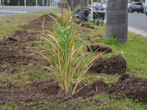 Continúa el embellecimiento de Avenida Intendente del Castillo.