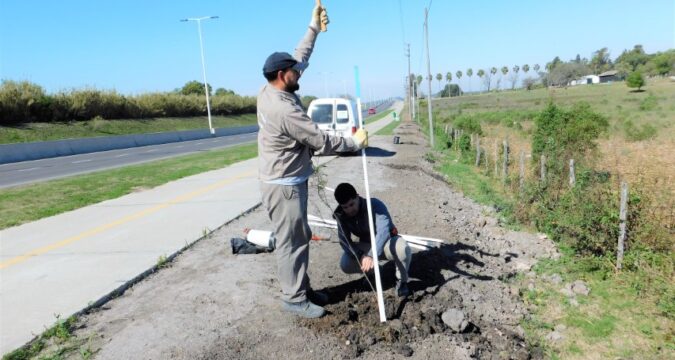 PLANTACIÓN DE ESPINILLOS EN LA BICISENDA PARALELA A LA RUTA 11