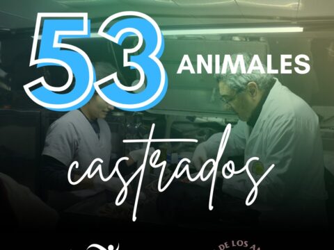 Más de 50 animales fueron castrados en el primer operativo del año